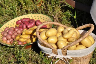Potatis – rena supermaten!!