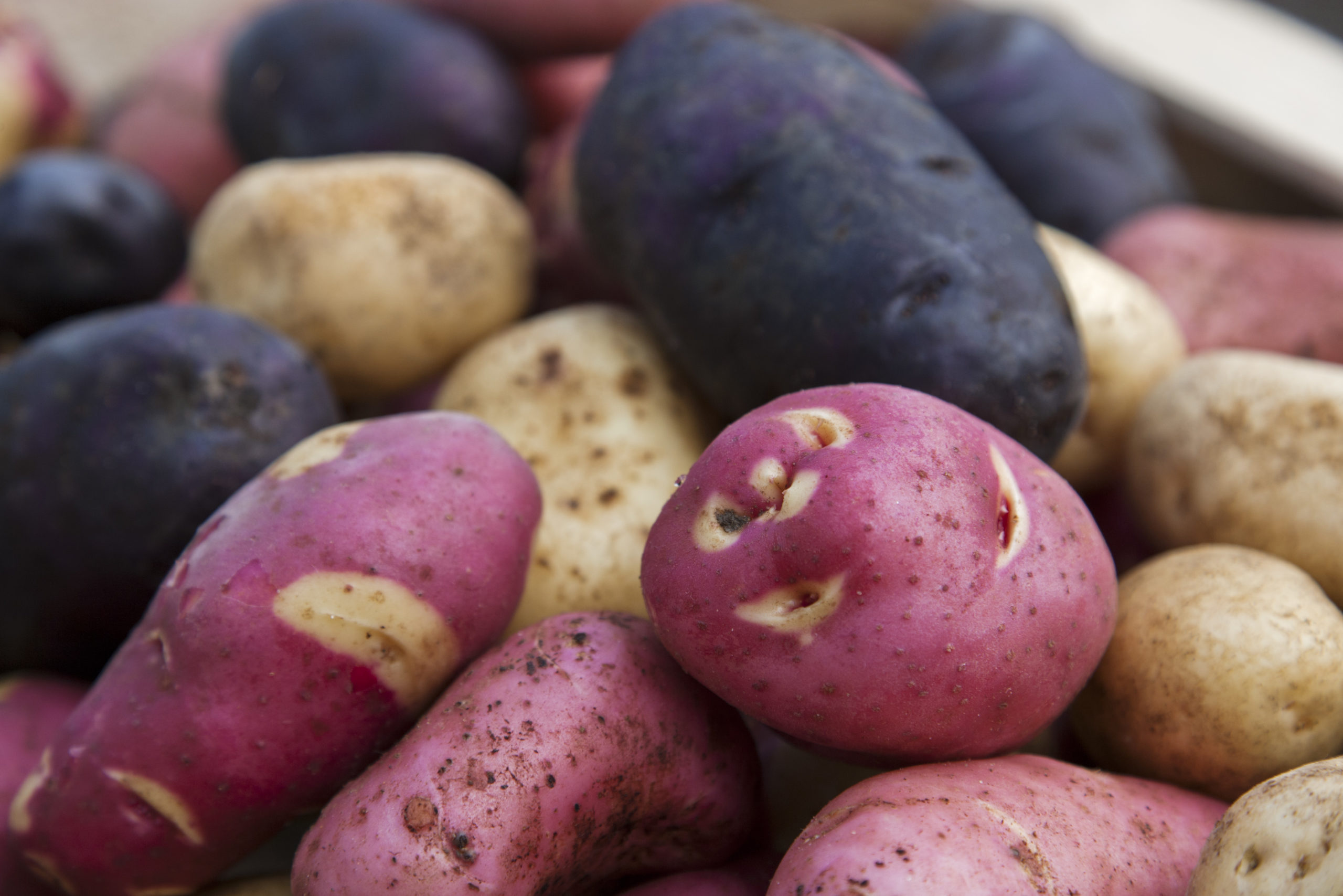 Intressant om potatis i ”Fråga Lund”