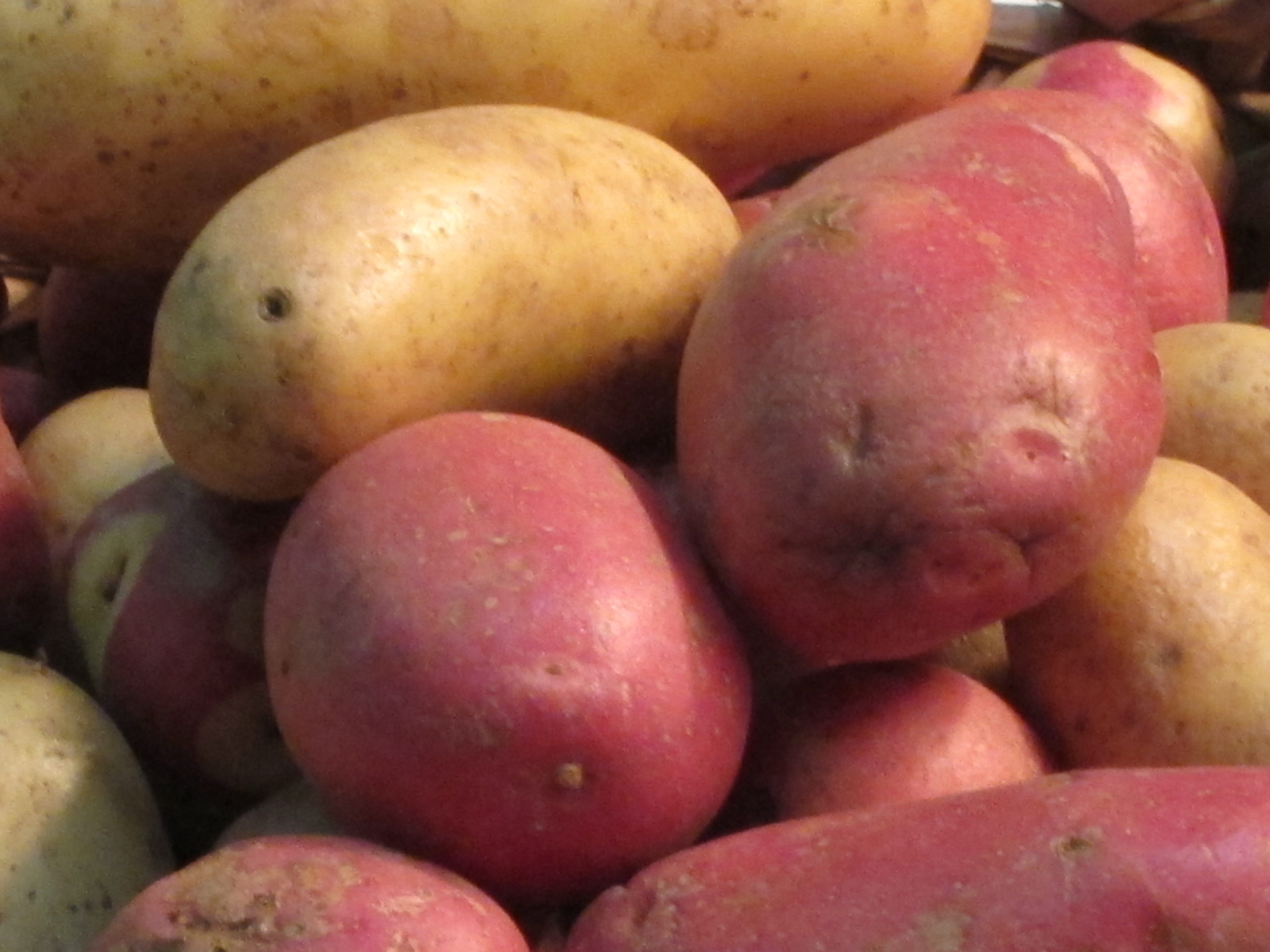 Produktutveckling av potatis