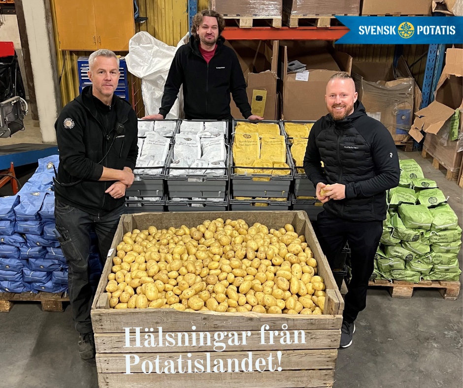 Västerbotten potatis